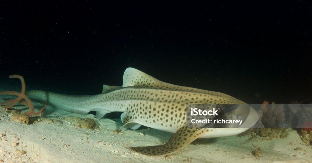 Close encounter with the Leopard Shark, scientifically called Triakis semifasciata.