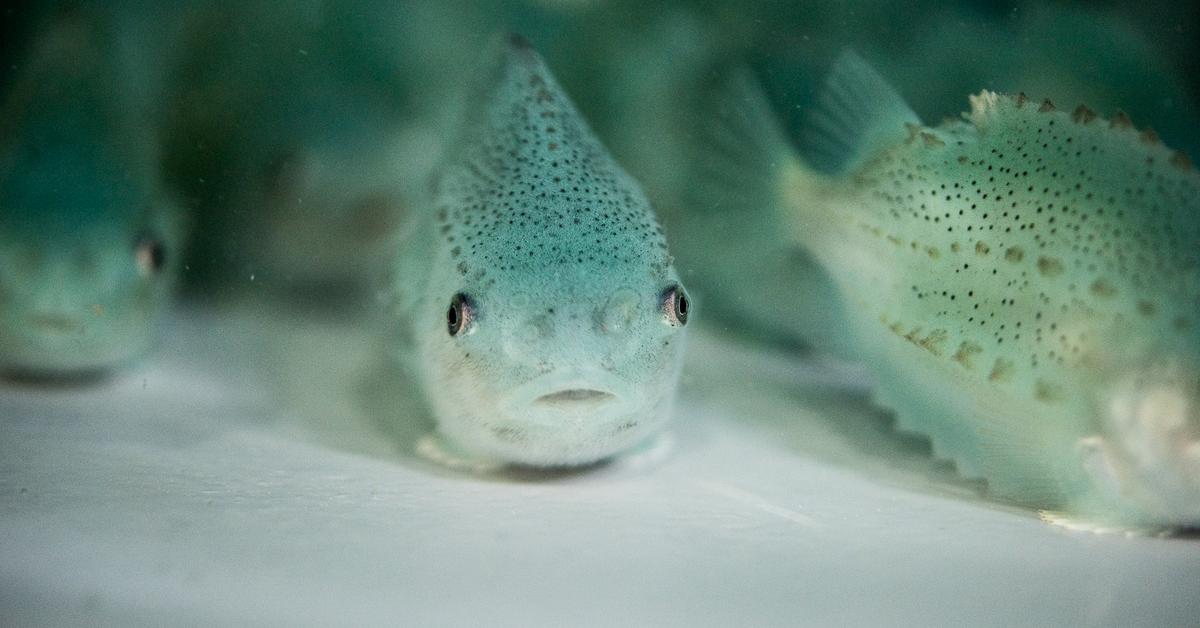 Captured moment of the Lumpfish, in Indonesia known as Ikan Lumpfish.