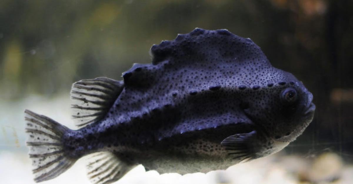 Vivid image of the Lumpfish, or Ikan Lumpfish in Indonesian context.