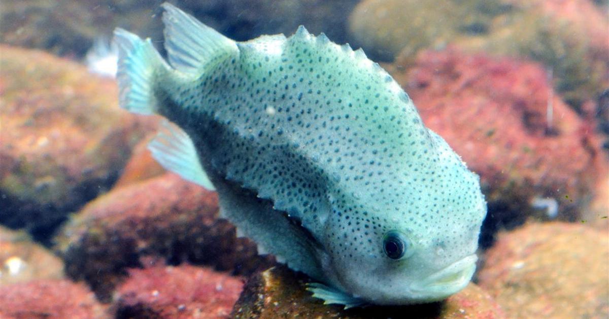 Photograph of the unique Lumpfish, known scientifically as Cyclopterus lumpus.