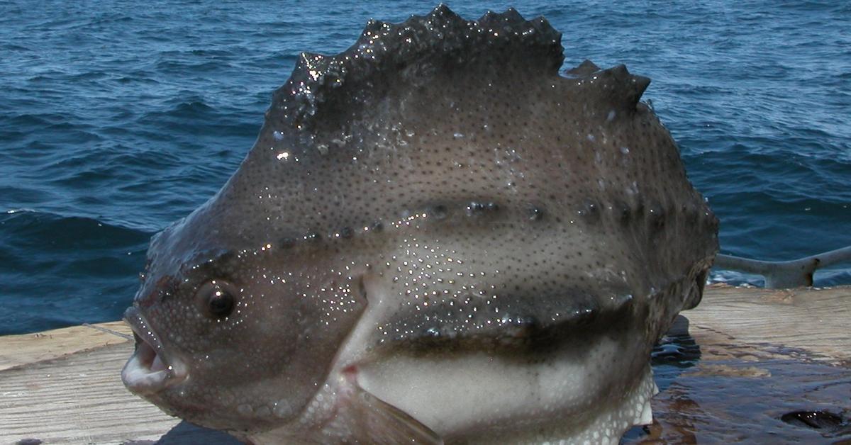 Striking appearance of the Lumpfish, known in scientific circles as Cyclopterus lumpus.