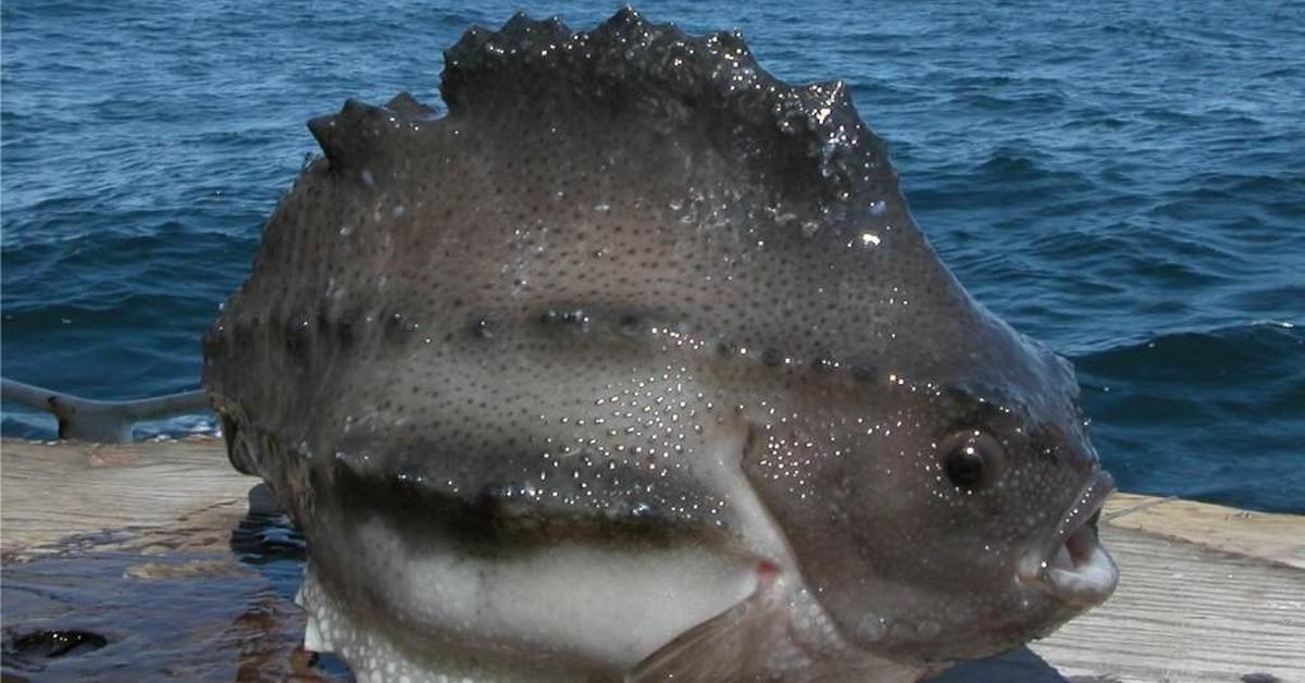 The majestic Lumpfish, also called Ikan Lumpfish in Indonesia, in its glory.