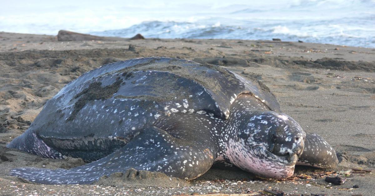 Natural elegance of the Leatherback Sea Turtle, scientifically termed Dermochelys coriacea.