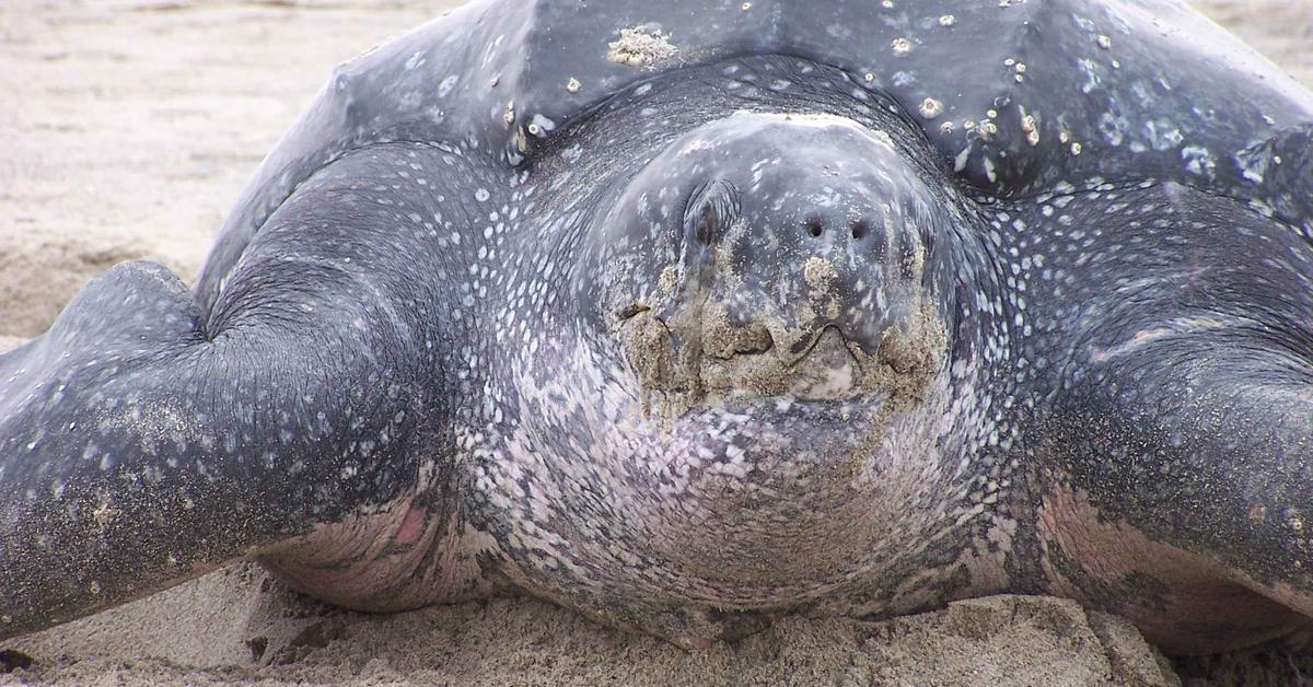 Natural elegance of the Leatherback Sea Turtle, scientifically termed Dermochelys coriacea.