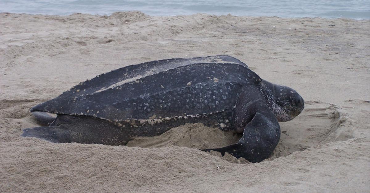 Visual of Leatherback Sea Turtle, or Kura-kura Laut Belakang Kulit in Indonesian, showcasing its beauty.