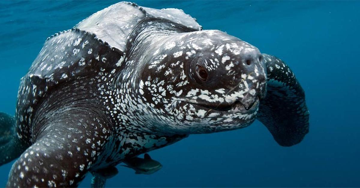 Glimpse of the Leatherback Sea Turtle, known in the scientific community as Dermochelys coriacea.