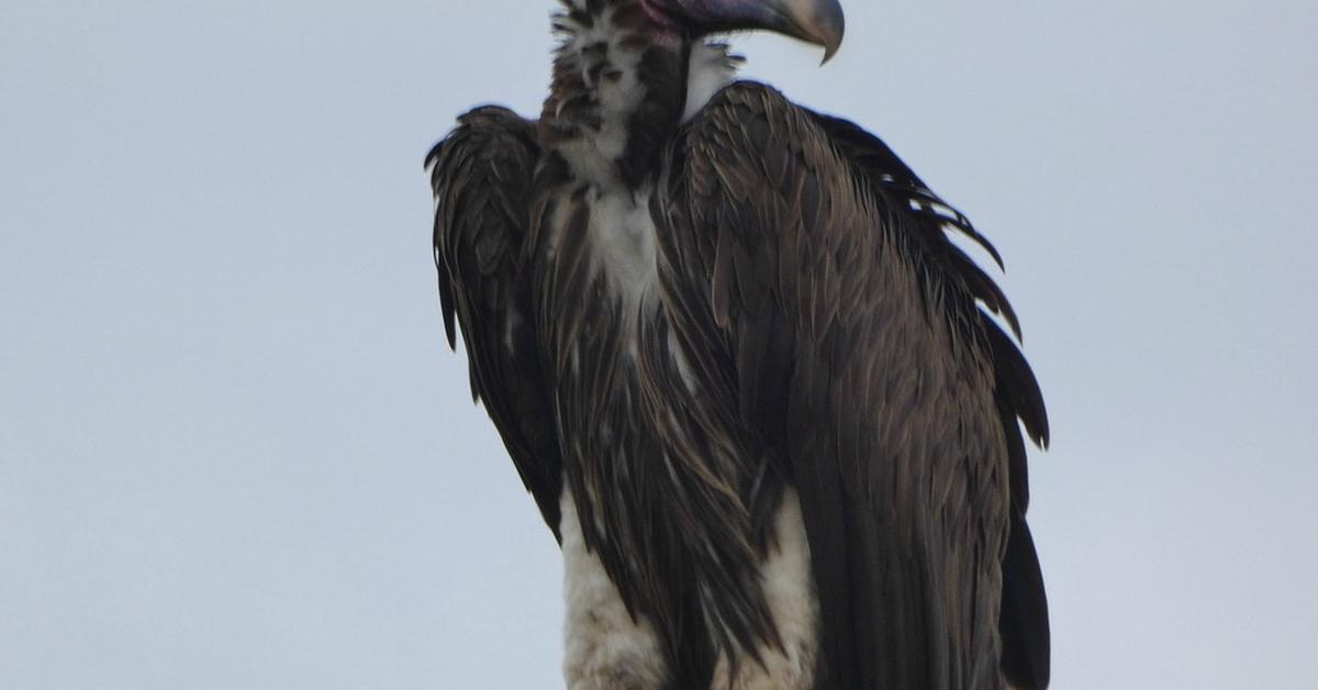 Stunning image of the Lappet-Faced Vulture (Torgos tracheliotos), a wonder in the animal kingdom.