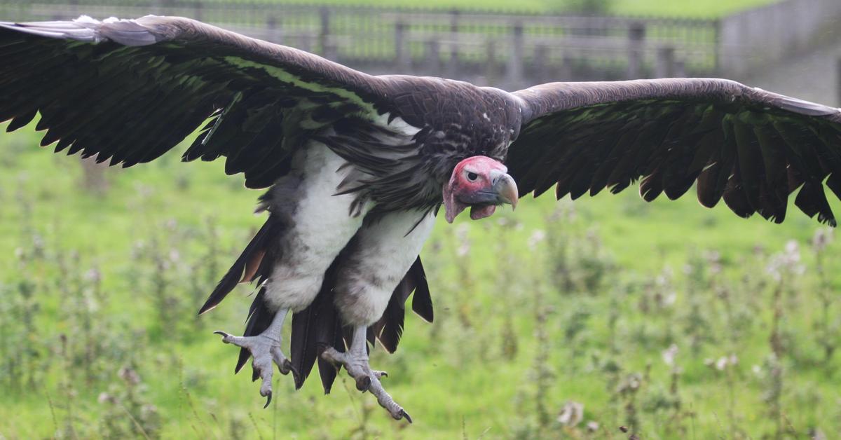 Vivid image of the Lappet-Faced Vulture, or Elang Gereja Berwajah Lappet in Indonesian context.