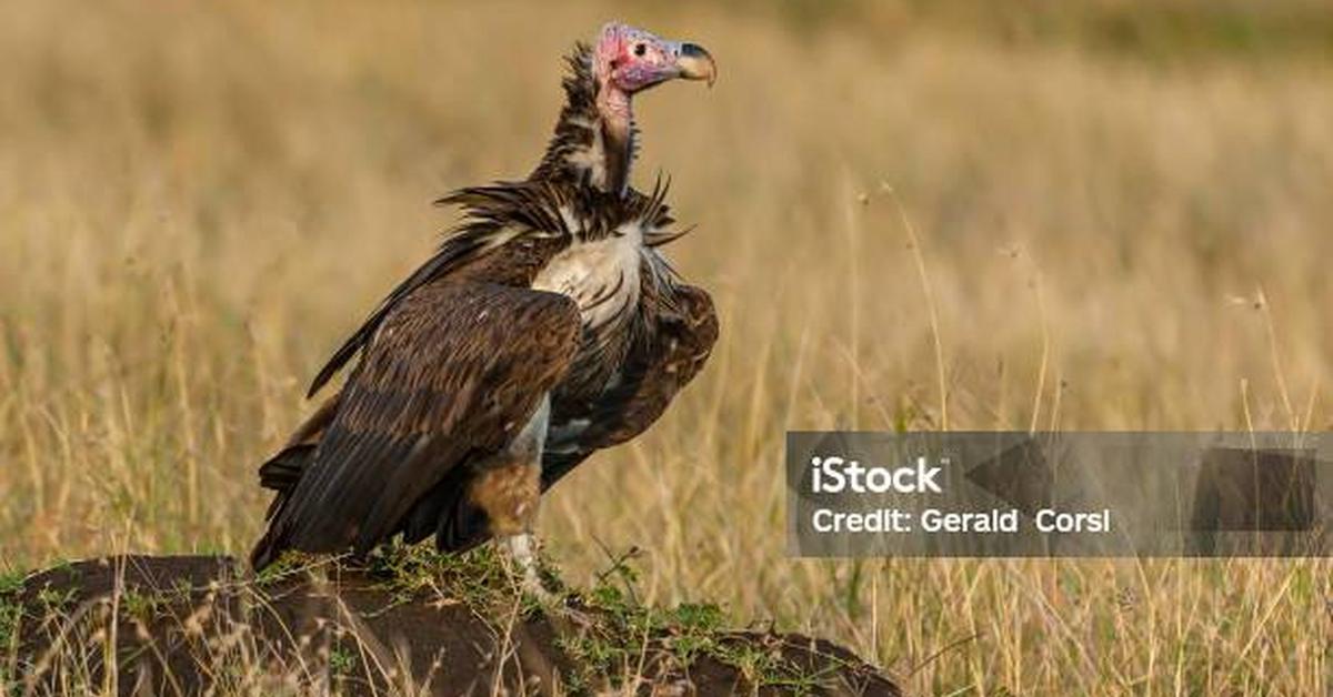 Elegant portrayal of the Lappet-Faced Vulture, also known as Torgos tracheliotos.