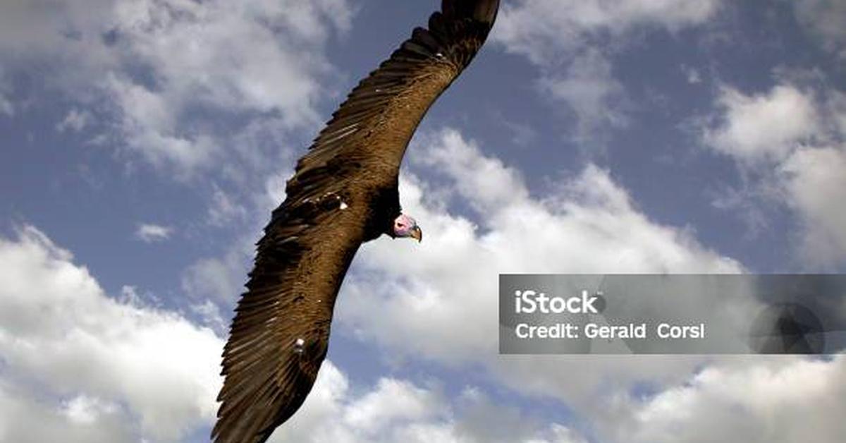 Graceful Lappet-Faced Vulture, a creature with the scientific name Torgos tracheliotos.