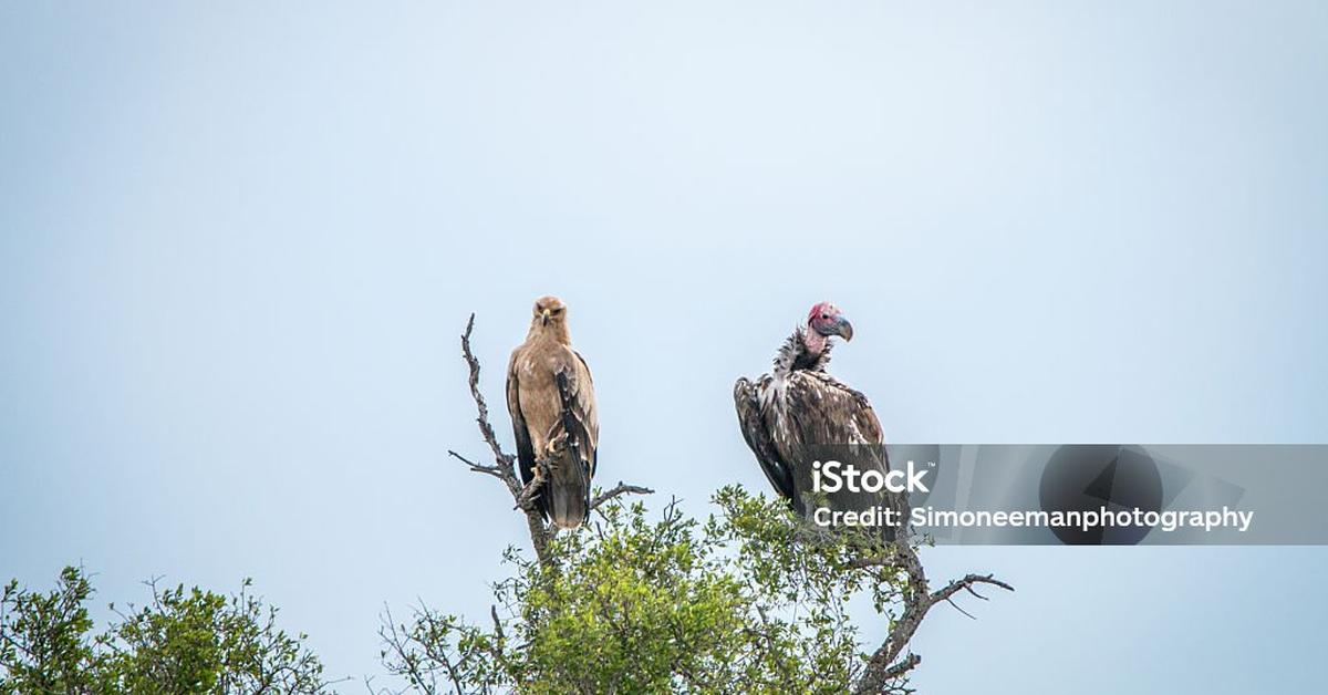 Vivid image of the Lappet-Faced Vulture, or Elang Gereja Berwajah Lappet in Indonesian context.