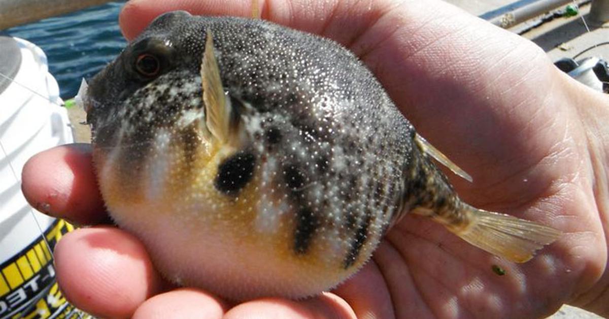 Close-up view of the Lizardfish, known as Ikan Buntal in Indonesian.