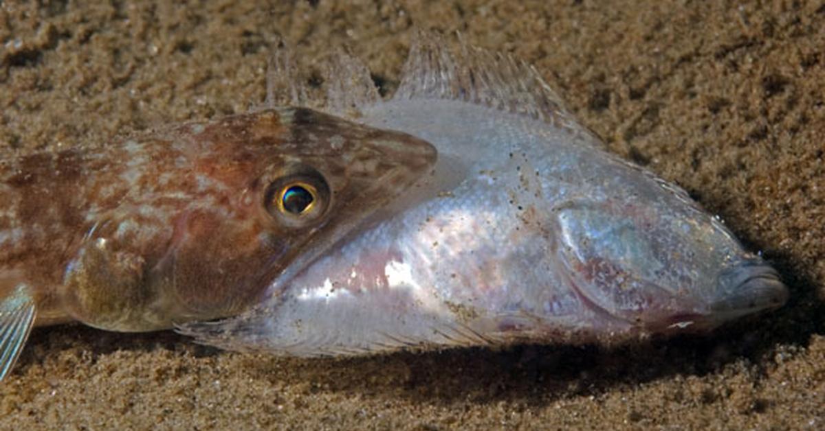 Photograph of the unique Lizardfish, known scientifically as Synodus lucioceps.