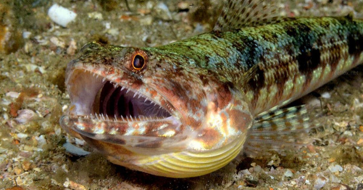 Striking appearance of the Lizardfish, known in scientific circles as Synodus lucioceps.