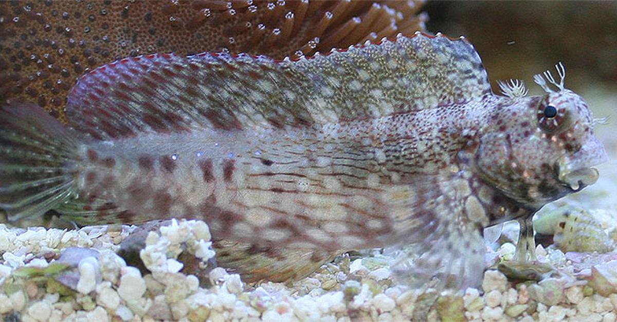 Close encounter with the Lawnmower Blenny, scientifically called Salarias fasciatus.