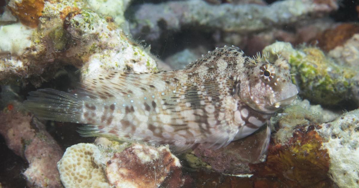 Captivating view of the Lawnmower Blenny, known in Bahasa Indonesia as Blenny Pemotong Rumput.