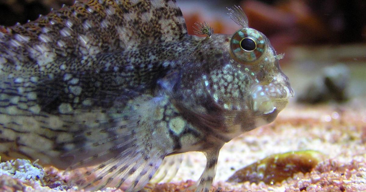 Splendid image of the Lawnmower Blenny, with the scientific name Salarias fasciatus.