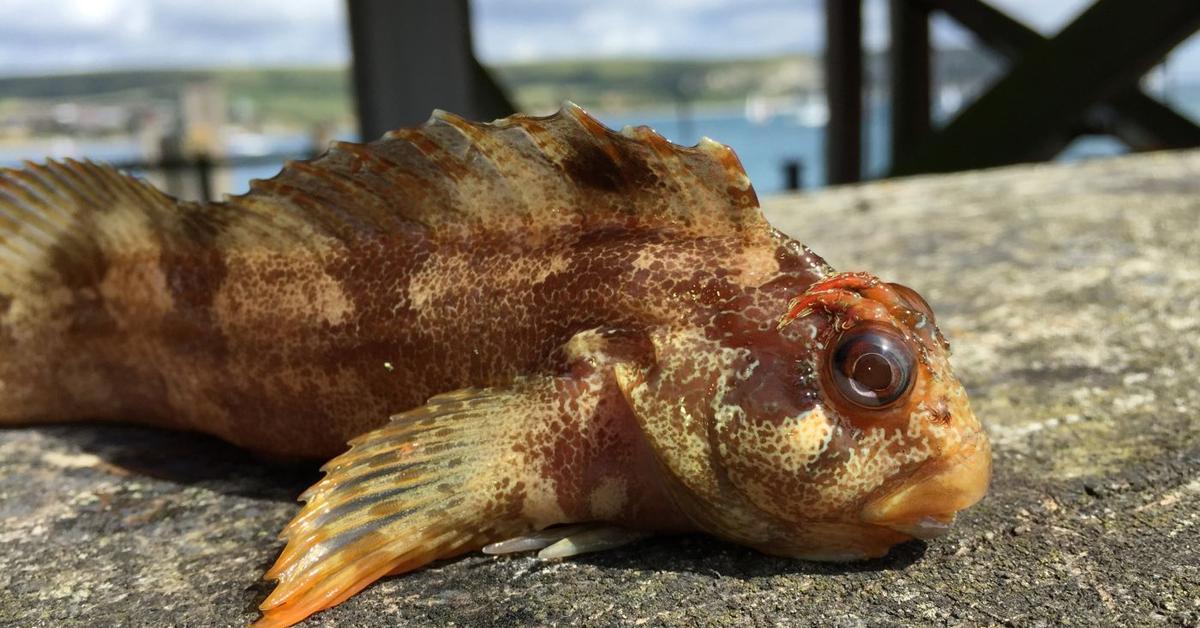 Vivid image of the Lawnmower Blenny, or Blenny Pemotong Rumput in Indonesian context.