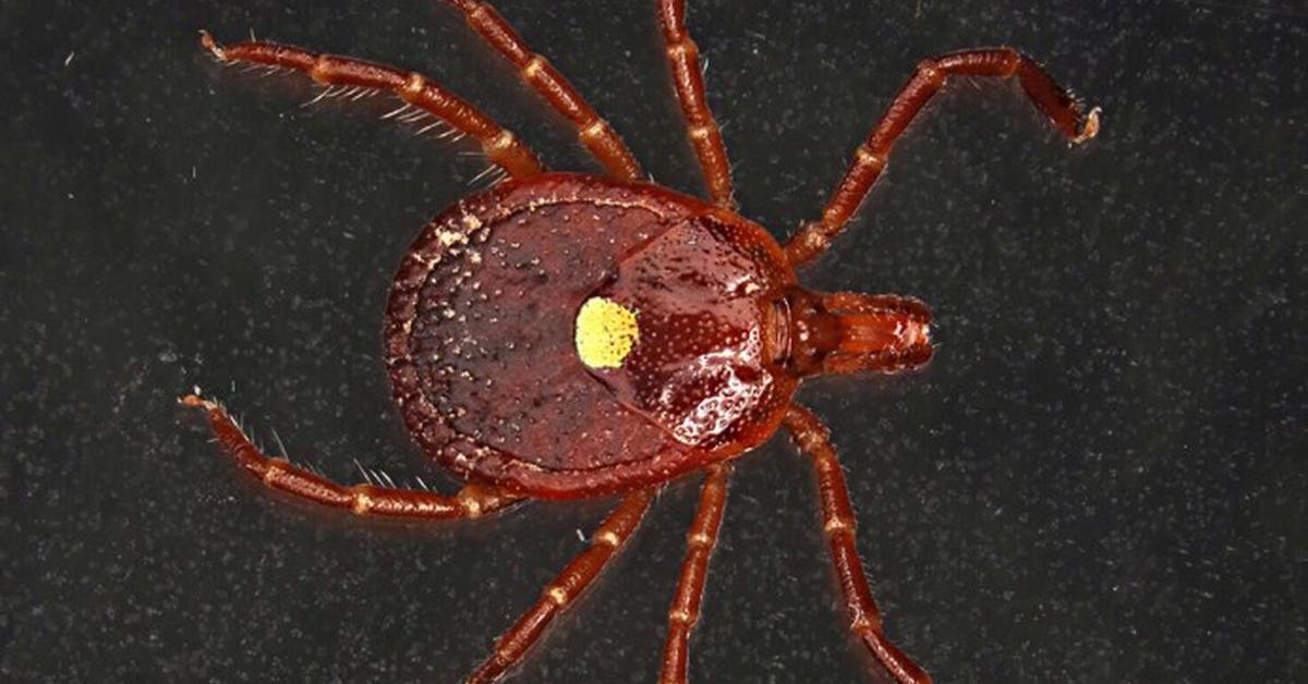 Snapshot of the intriguing Lone Star Tick, scientifically named Amblyomma americanum.