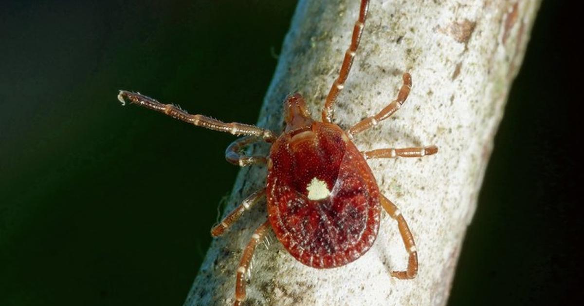 The majestic Lone Star Tick, also called Kutu Lone Star in Indonesia, in its glory.