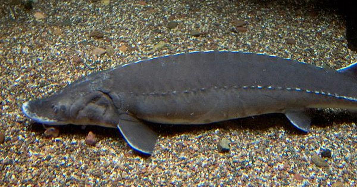 The Lake Sturgeon in its natural beauty, locally called Sturgeon Danau.