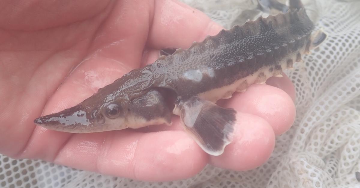 Vivid image of the Lake Sturgeon, or Sturgeon Danau in Indonesian context.