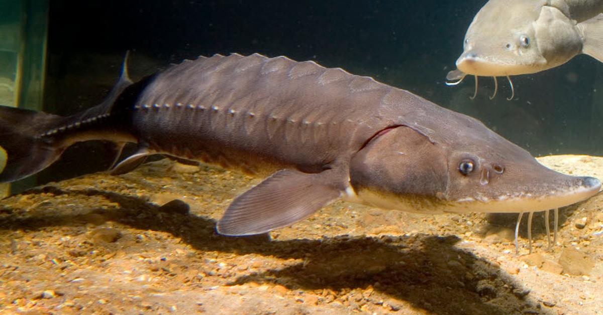 Captivating presence of the Lake Sturgeon, a species called Acipenser fulvescens.