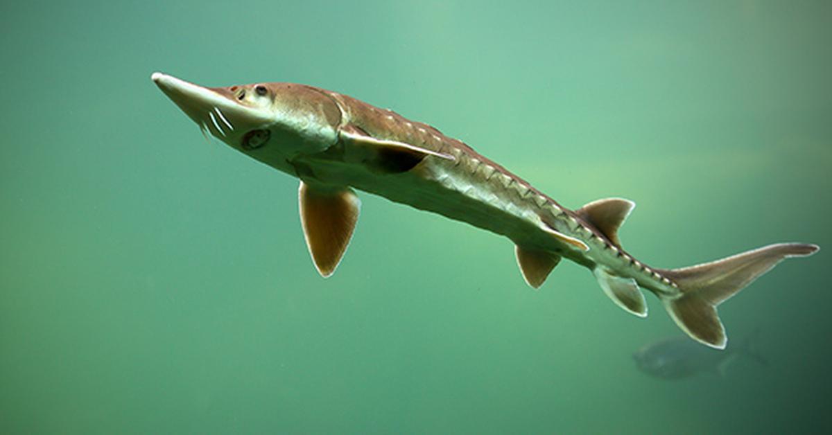 Glimpse of the Lake Sturgeon, known in the scientific community as Acipenser fulvescens.