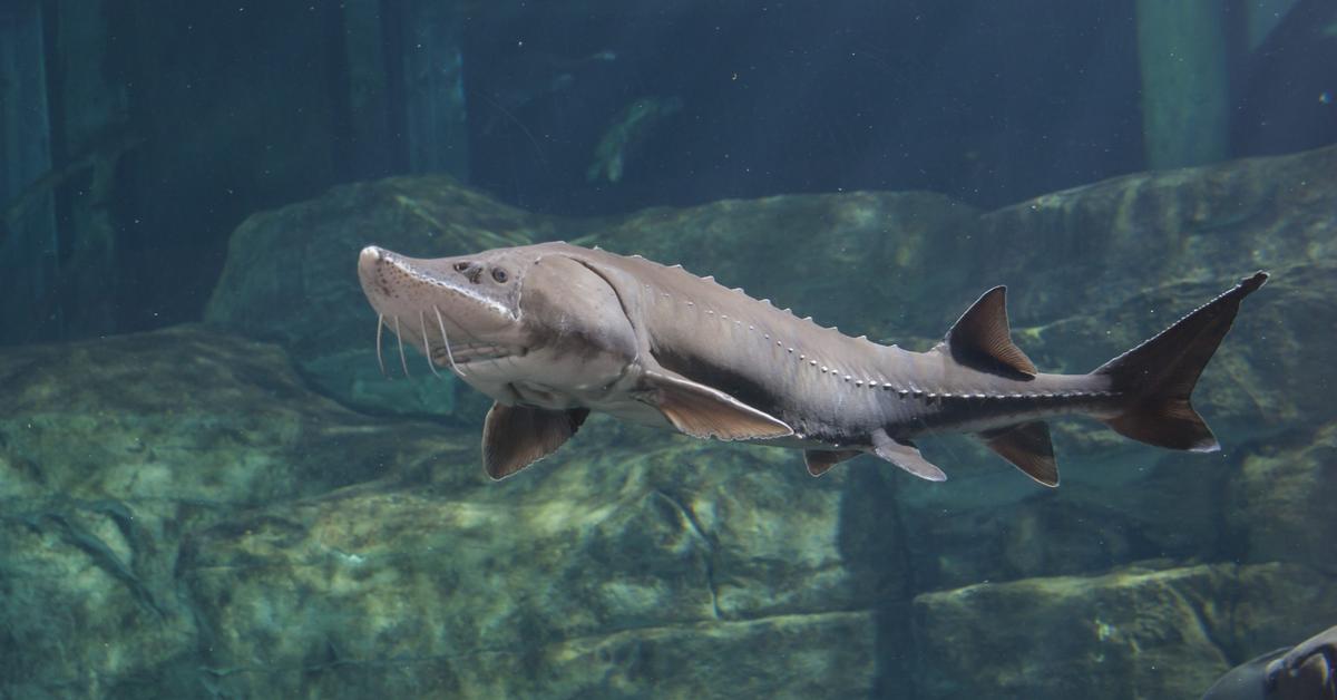 Splendid image of the Lake Sturgeon, with the scientific name Acipenser fulvescens.