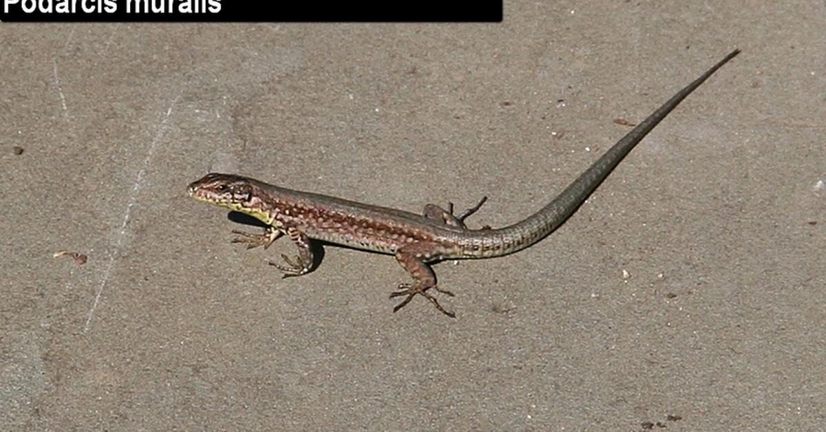 Image of the Lazarus Lizard (Podarcis muralis), popular in Indonesia as Kadal Lazarus.