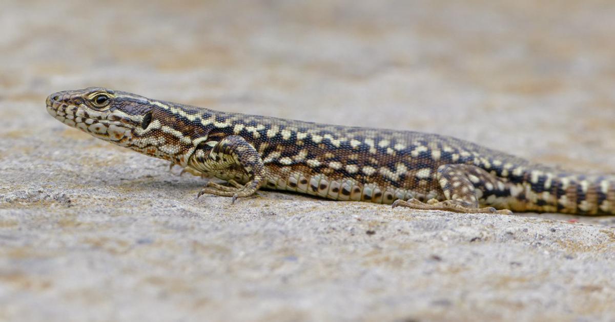 Close-up view of the Lazarus Lizard, known as Kadal Lazarus in Indonesian.