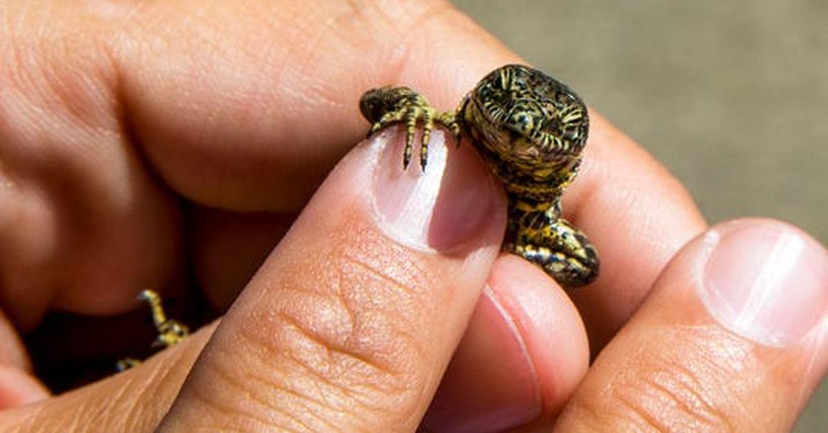 The fascinating Lazarus Lizard, scientifically known as Podarcis muralis.