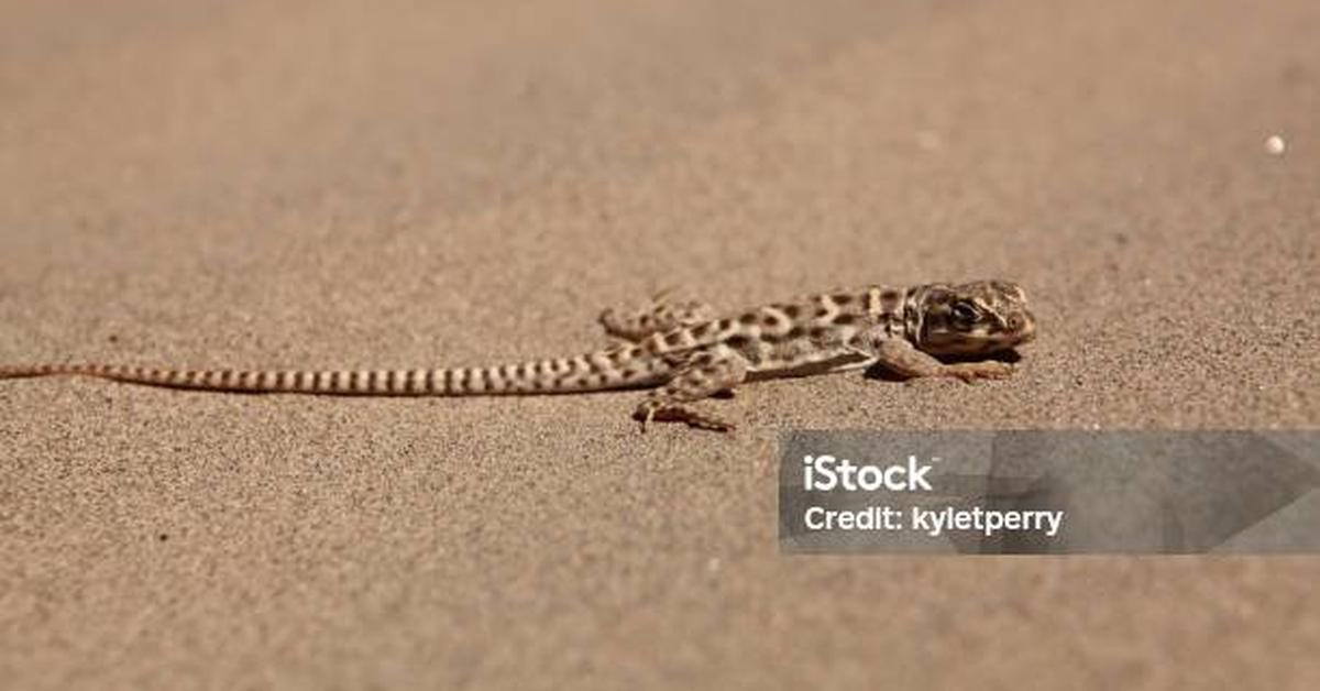 Dynamic image of the Leopard Lizard, popularly known in Indonesia as Kadal Macan Tutul.