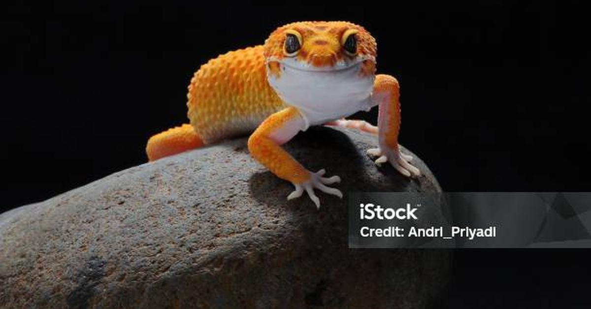 Image of the Leopard Lizard (Gambelia), popular in Indonesia as Kadal Macan Tutul.