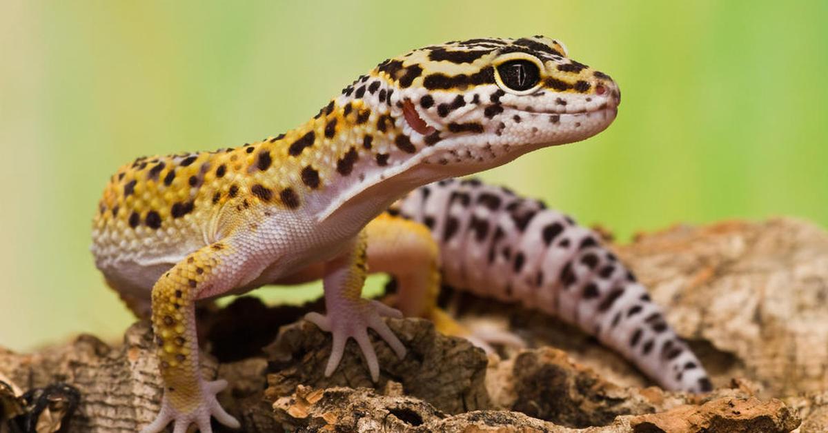 Close encounter with the Leopard Lizard, scientifically called Gambelia.