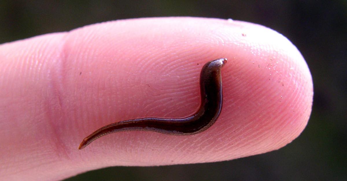 Elegant portrayal of the Leech, also known as Hirudinea.