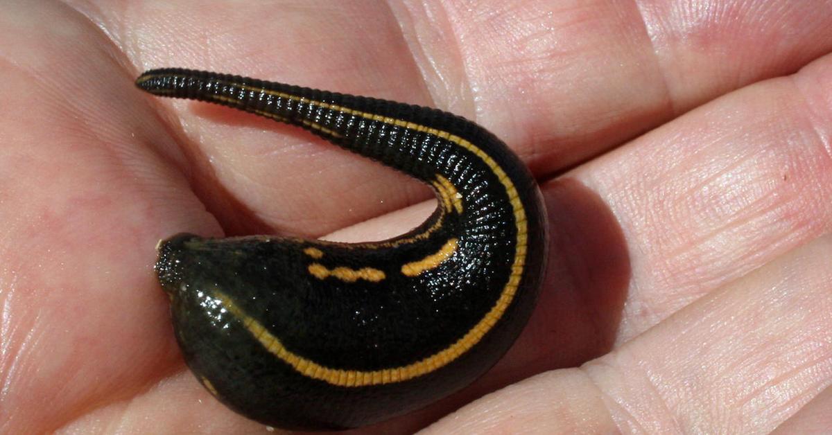 The remarkable Leech (Hirudinea), a sight to behold.