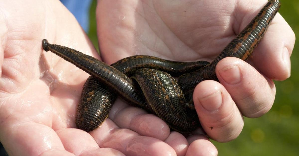 The Leech, a species known as Hirudinea, in its natural splendor.