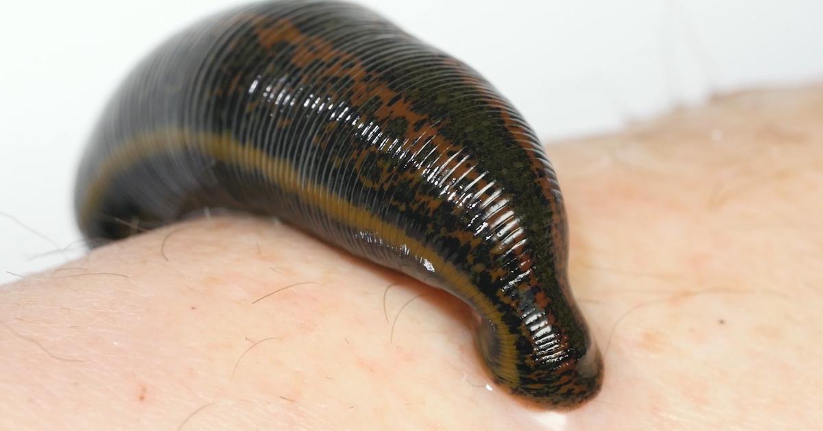 Captured elegance of the Leech, known in Indonesia as Pacet.