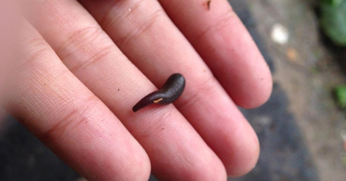 Photogenic Leech, scientifically referred to as Hirudinea.