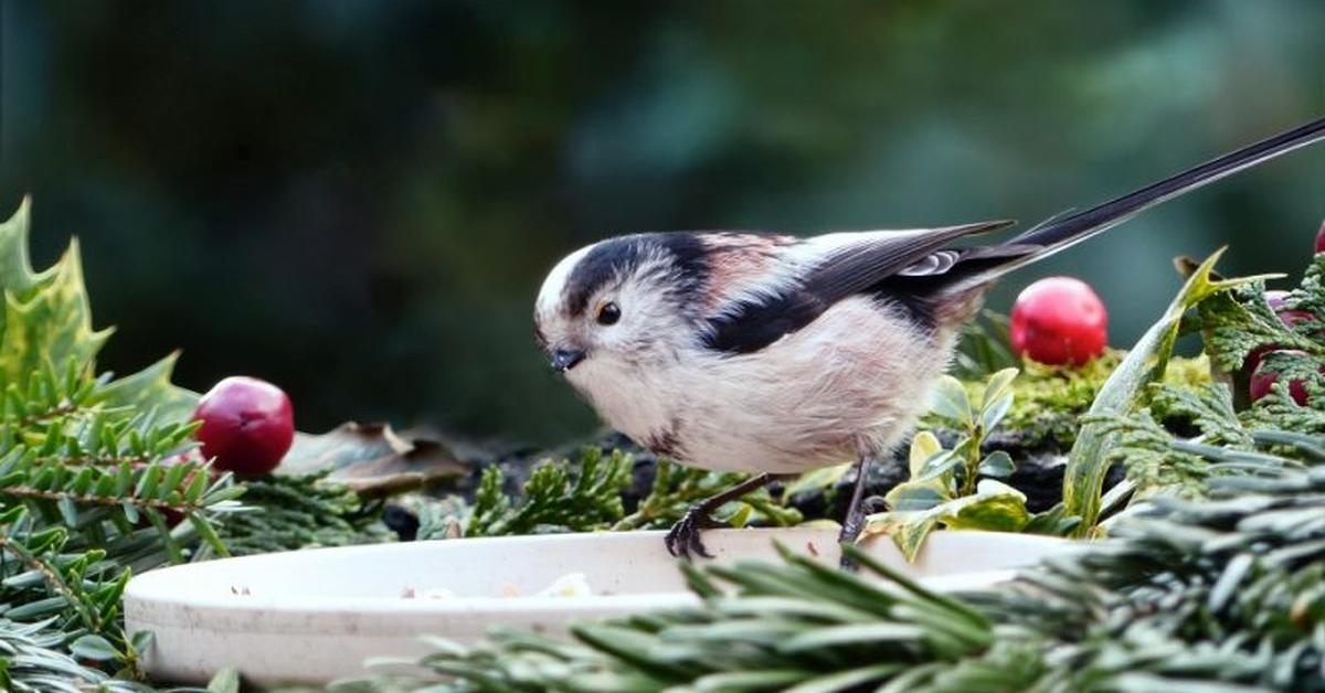 Vivid image of the Long-Tailed Tit, or Burung Kutilang Ekor Panjang in Indonesian context.