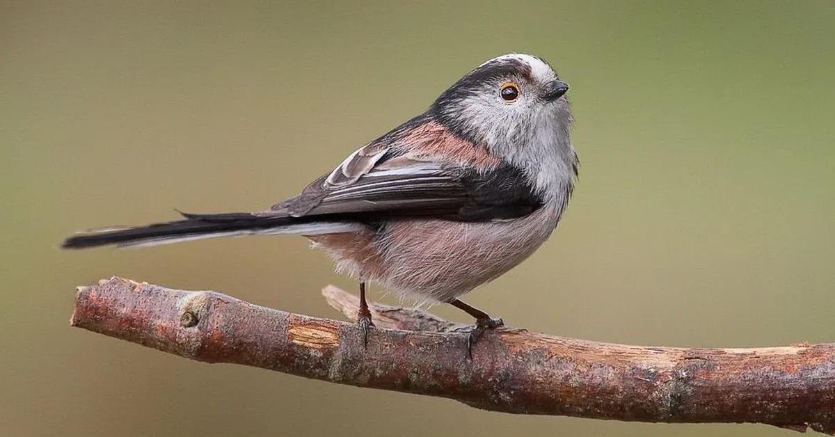 The majestic Long-Tailed Tit, also called Burung Kutilang Ekor Panjang in Indonesia, in its glory.