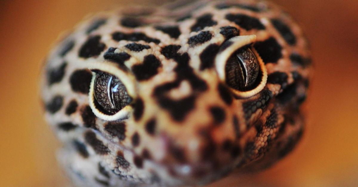 Dynamic image of the Leopard Gecko, popularly known in Indonesia as Kadal Leopard.