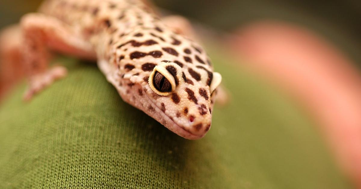 Image of the Leopard Gecko (Eublepharis macularius), popular in Indonesia as Kadal Leopard.