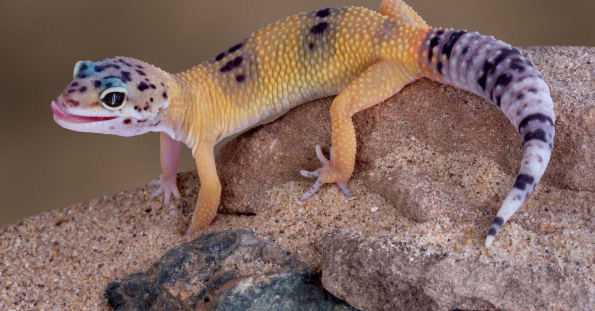 Elegant Leopard Gecko in its natural habitat, called Kadal Leopard in Indonesia.