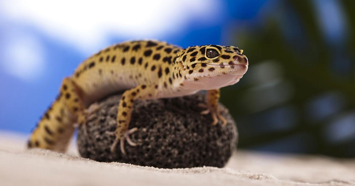 Exquisite image of Leopard Gecko, in Indonesia known as Kadal Leopard.