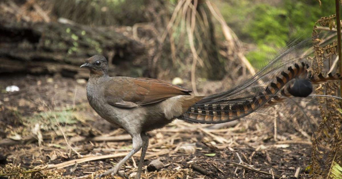 Vivid image of the Lyrebird, or Burung Lyre in Indonesian context.