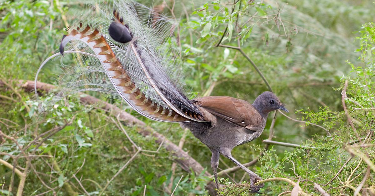 Captured beauty of the Lyrebird, or Menura in the scientific world.