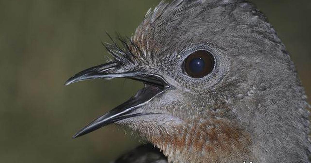 The Lyrebird, an example of Menura, in its natural environment.