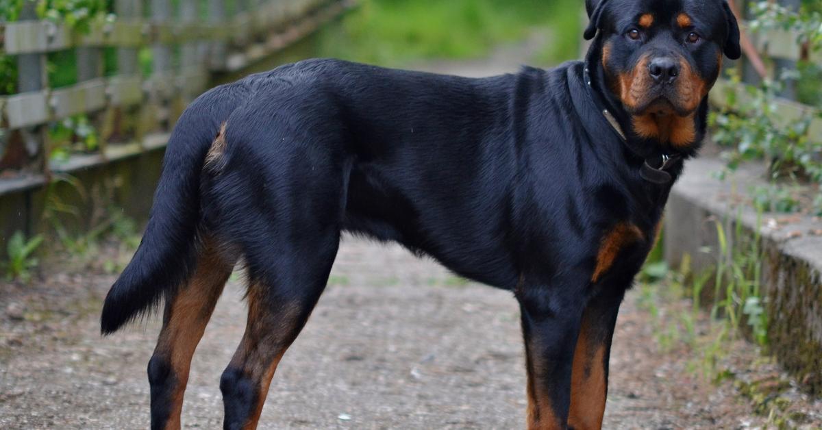 Captured elegance of the Long-Haired Rottweiler, known in Indonesia as Rottweiler Berambut Panjang.